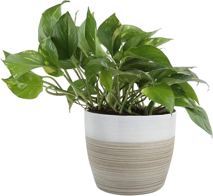 Costa Farms Devil's Ivy Golden Pothos White-Natural Decor Planter Live Indoor Plant, 10-Inches Ta... | Amazon (US)