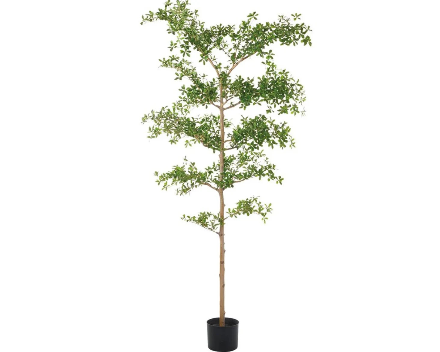 Faux Black Olive Tree, Shady Lady Tree, Black Olive Tree, Olive Tree | Etsy (Global)