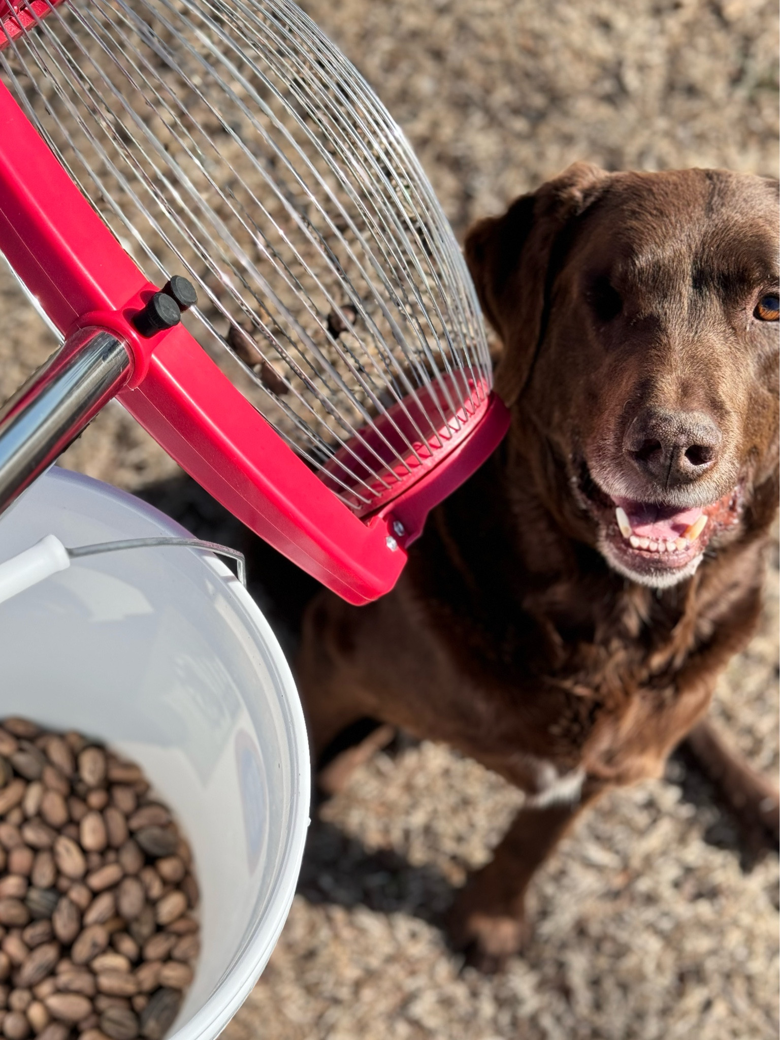 I used to tell my kids that the pecans were money on the ground. They hand picked. This nut gatherer would have made things a lot easier. Would it have built character though 🤔 #amazonfinds