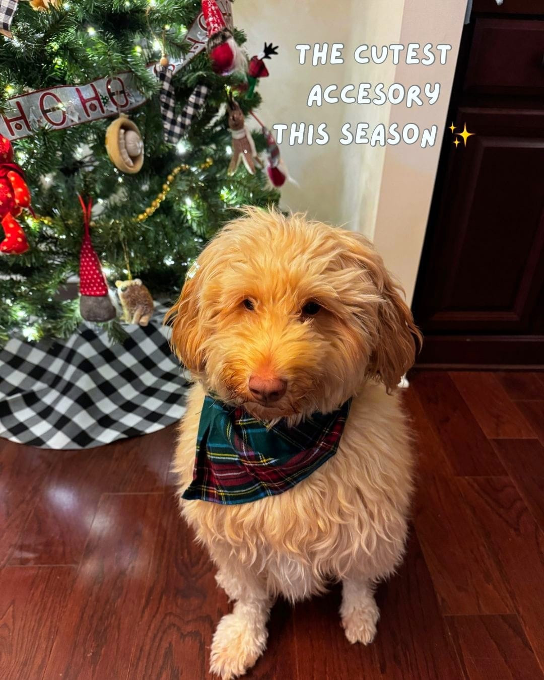 The cutest accessories this season 
🧶❣️✨🎄
Plaid
 

#LTKGiftGuide #LTKFindsUnder100 #LTKHoliday
