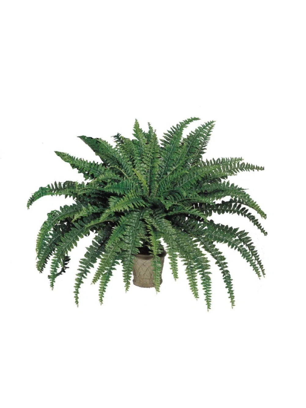 48'' Faux Fern Plant (Set of 2) | Wayfair North America