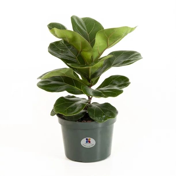 United Nursery Ficus Lyrata Pandurata Plant Fiddle Leaf Fig Live Outdoor Tree Indoor House Plant ... | Walmart (US)