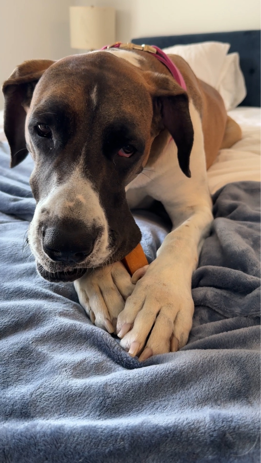 Gia’s daily obsession 🦴 Keeps her happy, calm & busy for HOURS. Bonus? It cleans her teeth too 🪥🐶🐾 it’s her emotional support bone 🦴✨

🐾 Long lasting chew
🧠 Helps with anxiety & boredom
🦷 Naturally cleans teeth
🍖 High in protein
🌱 Only 3 ingredients

#LTKFindsUnder50 #LTKHome #LTKPets