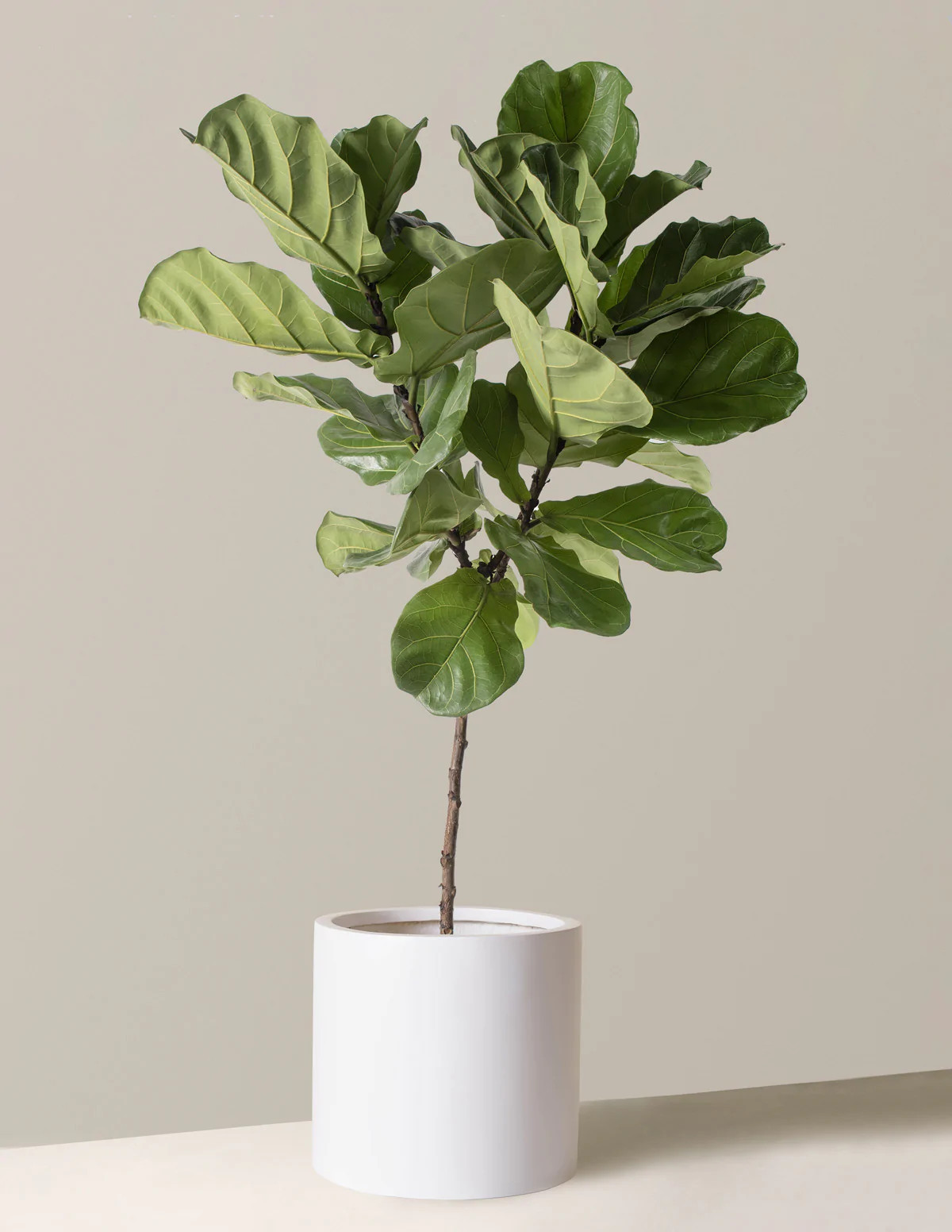 Large Fiddle Leaf Fig Tree | The Sill