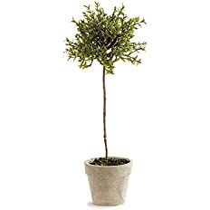 Napa Home & Garden Thyme Topiary 13" | Amazon (US)