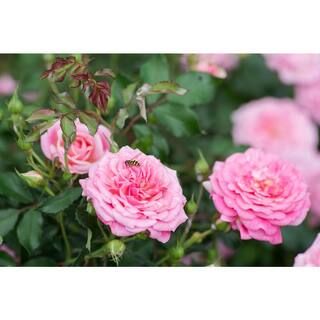 1 Gal. Sweet Drift Rose Bush with Pink Flowers | The Home Depot