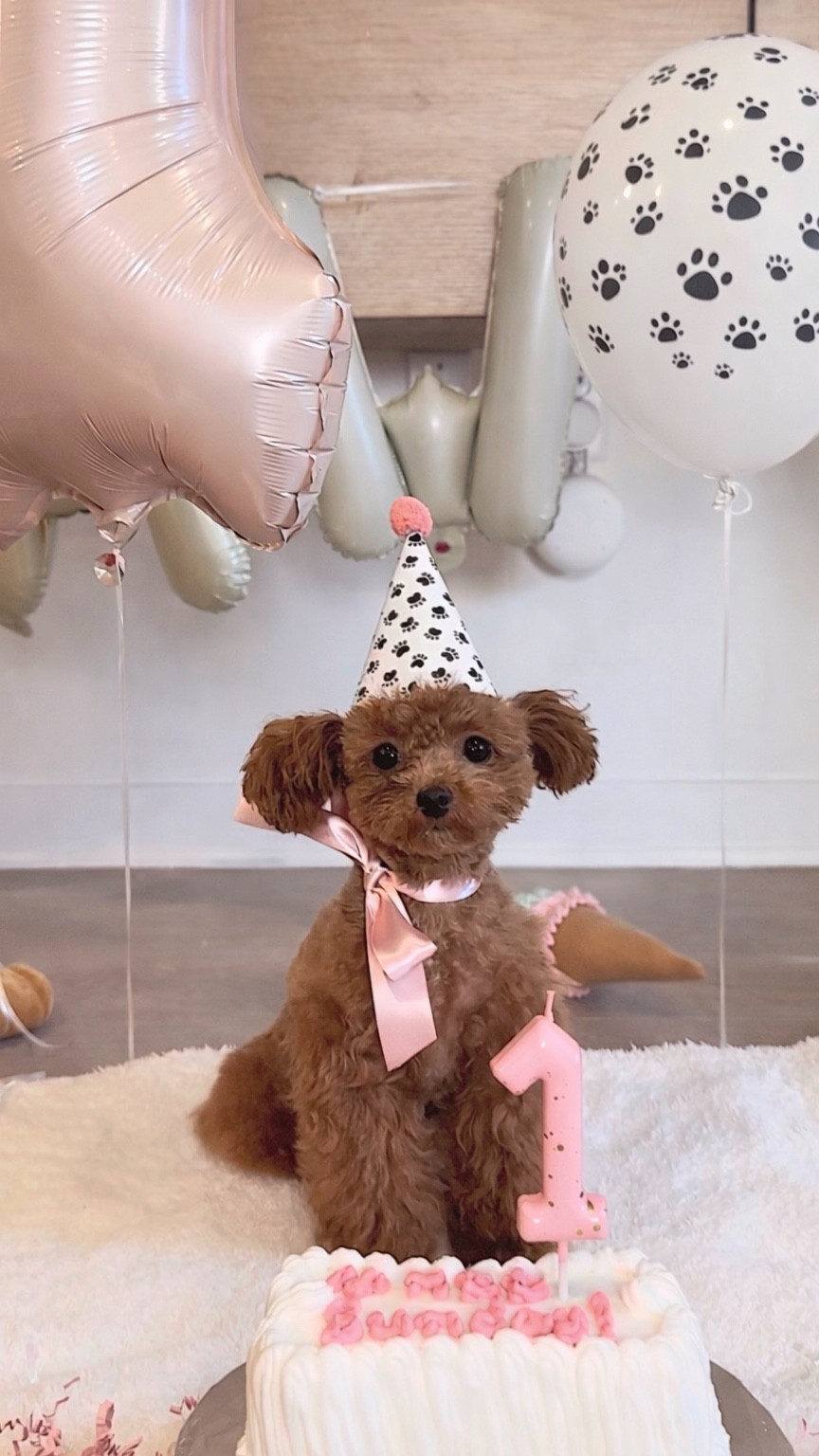 Everything you need for your furry princess’ birthday 🎀 #dog

#LTKmomlife #LTKBaby #LTKdayinmylife