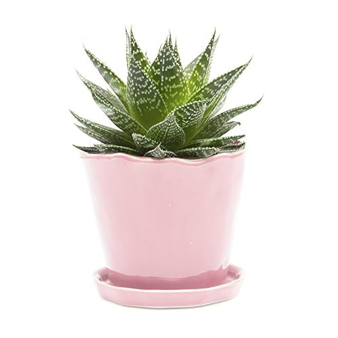 Chive - Big Tika, Large Succulent and Cactus Planter Pot - 5" Ceramic Flower and Plant Container wit | Amazon (US)