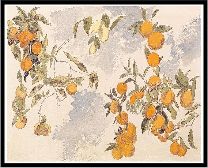 Vintage Fruit Tree Poster - Retro Oranges and Lemons Print - Watercolor Art - Great Gift for Men,... | Amazon (US)