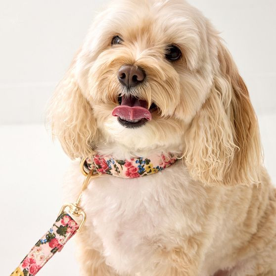 Sanderson Dog Collar | Mark and Graham