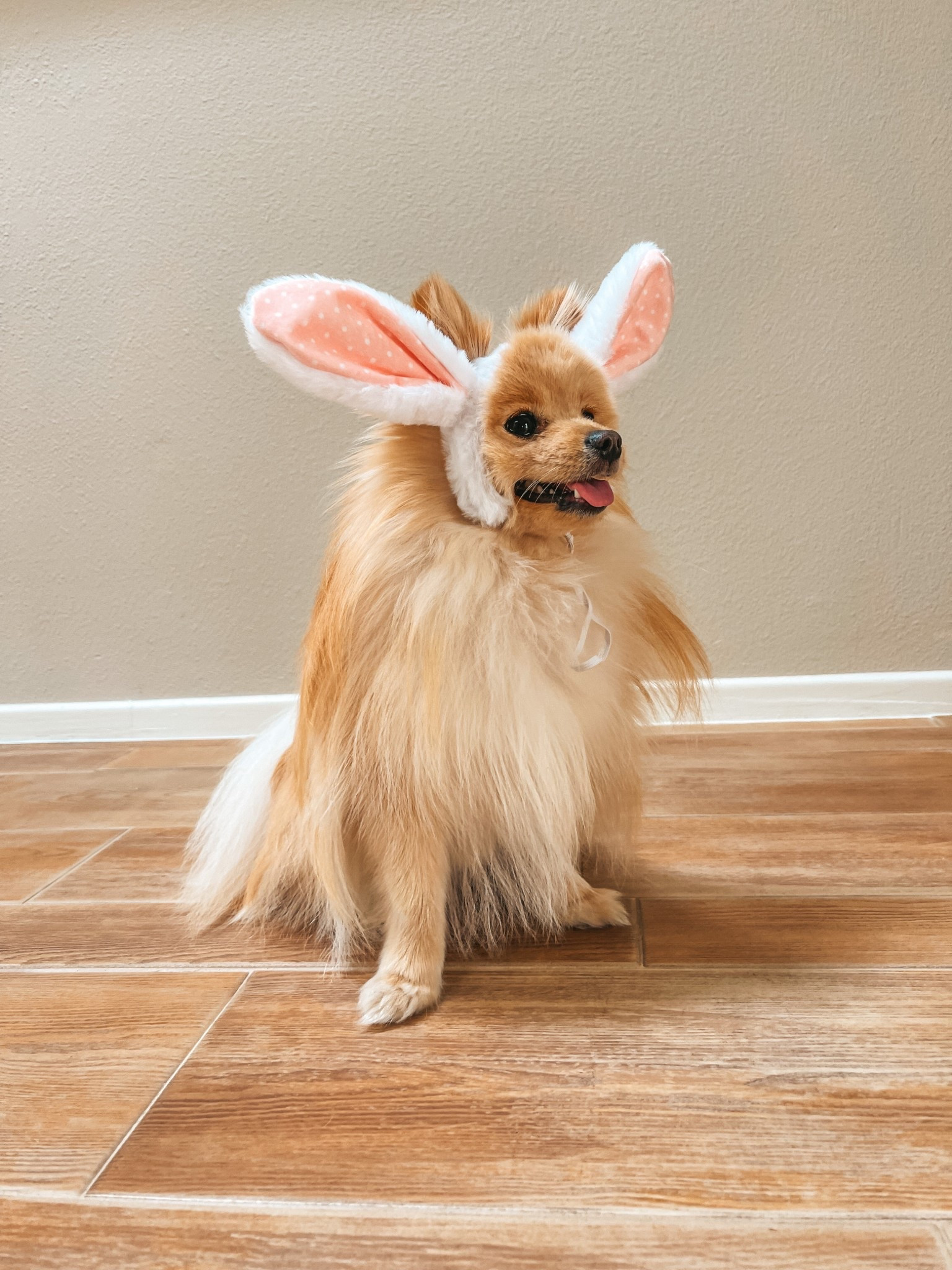 When some bunny wants to join in on the Easter festivities…. 🐰 

Dog bunny ears, Easter, Easter bunny ears, ltkpet

#LTKmomlife #LTKSeasonal #LTKKids