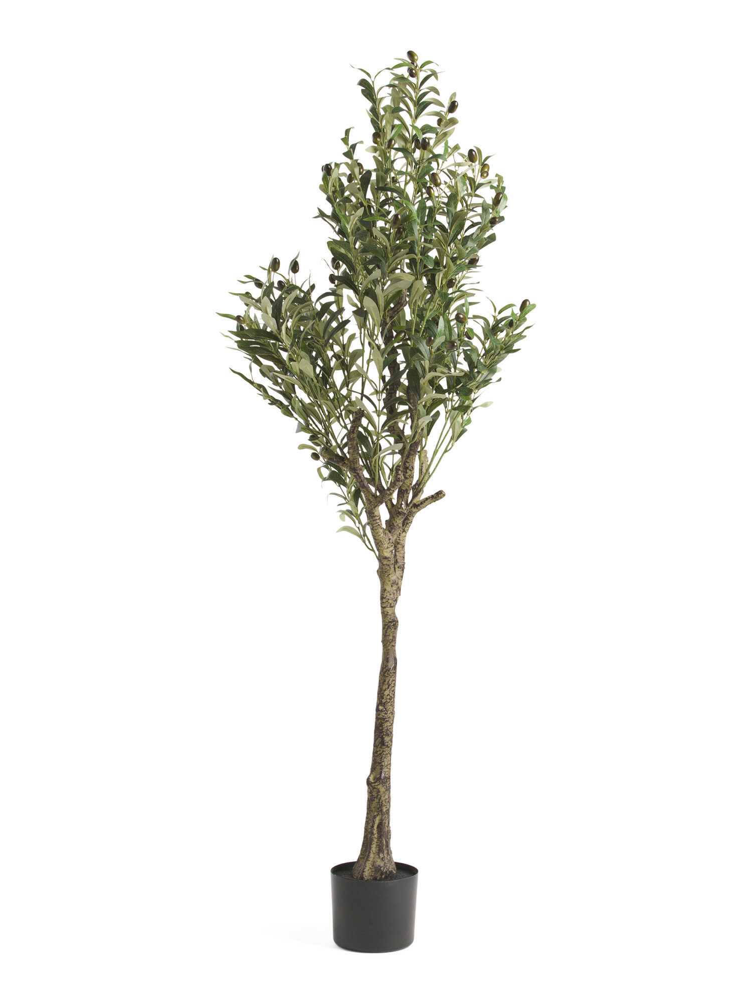 5ft Potted Olive Tree | Plants & Planters | Marshalls | Marshalls