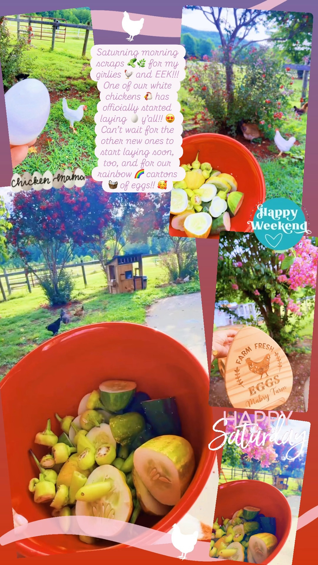 Saturning morning scraps 🥒🌿 for my girlies 🐓 and EEK!!! One of our white chickens 🐔 has officially started laying 🥚 y’all!! 😍 Can’t wait for the other new ones to start laying soon, too, and for our rainbow 🌈 cartons 🧺 of eggs!! 🥰