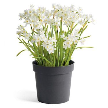 White Daffodil Potted Plant | Grandin Road | Grandin Road