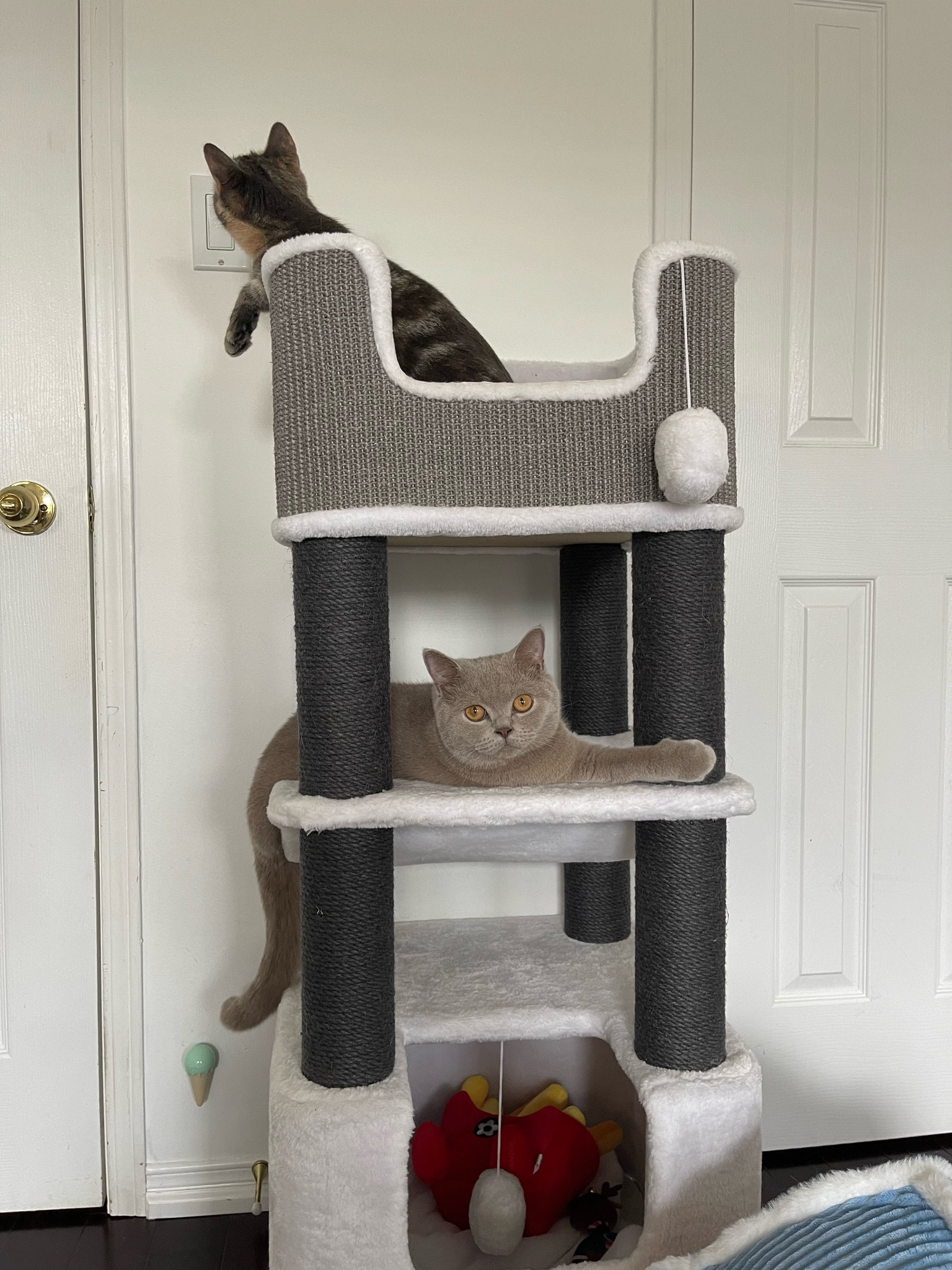 miso and baby’s favourite spacious large cat tree! great for chonky kittens/cats. aesthetically pleasing grey/white furniture 

#LTKFind #LTKunder50 #LTKhome