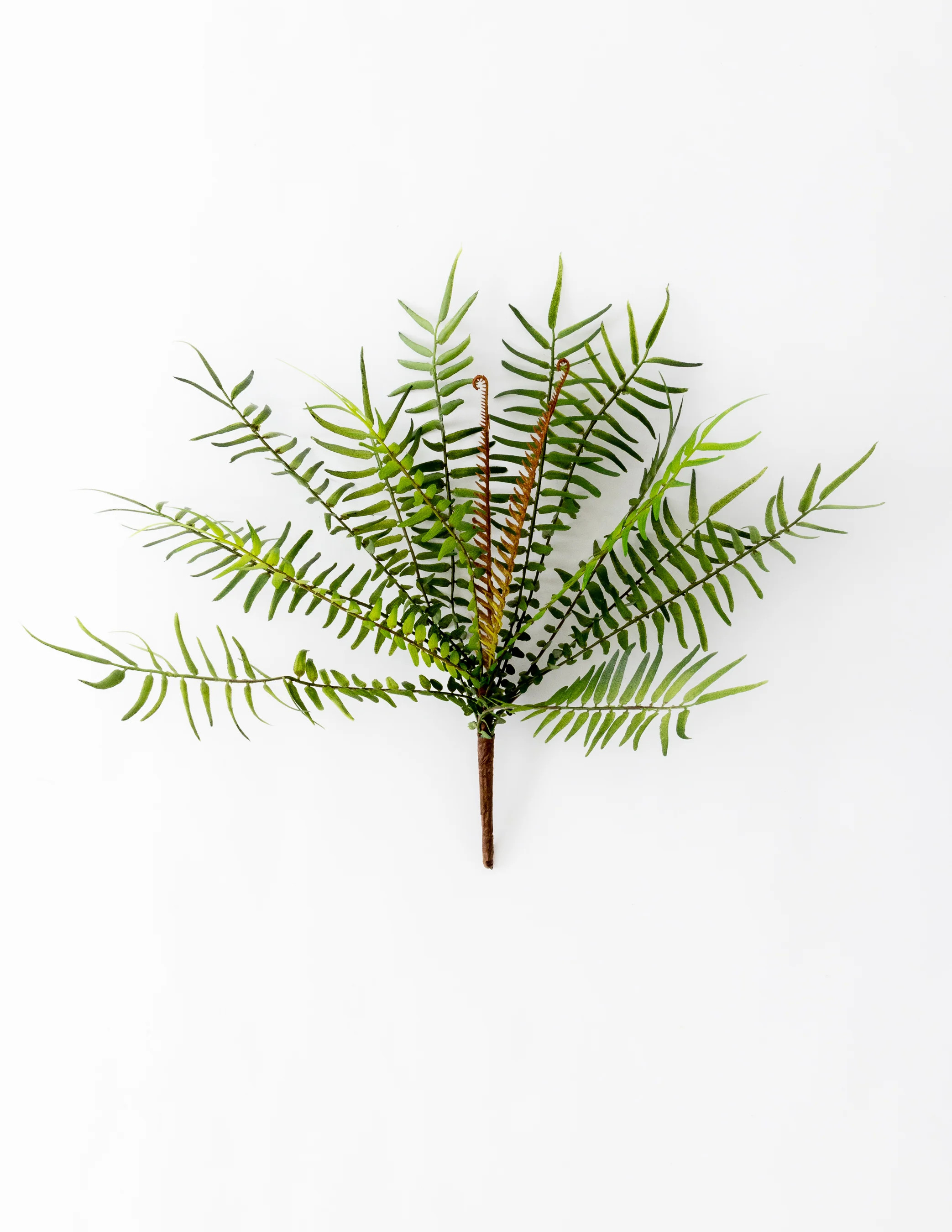 Fern Bush Spray | Eco Chic Home