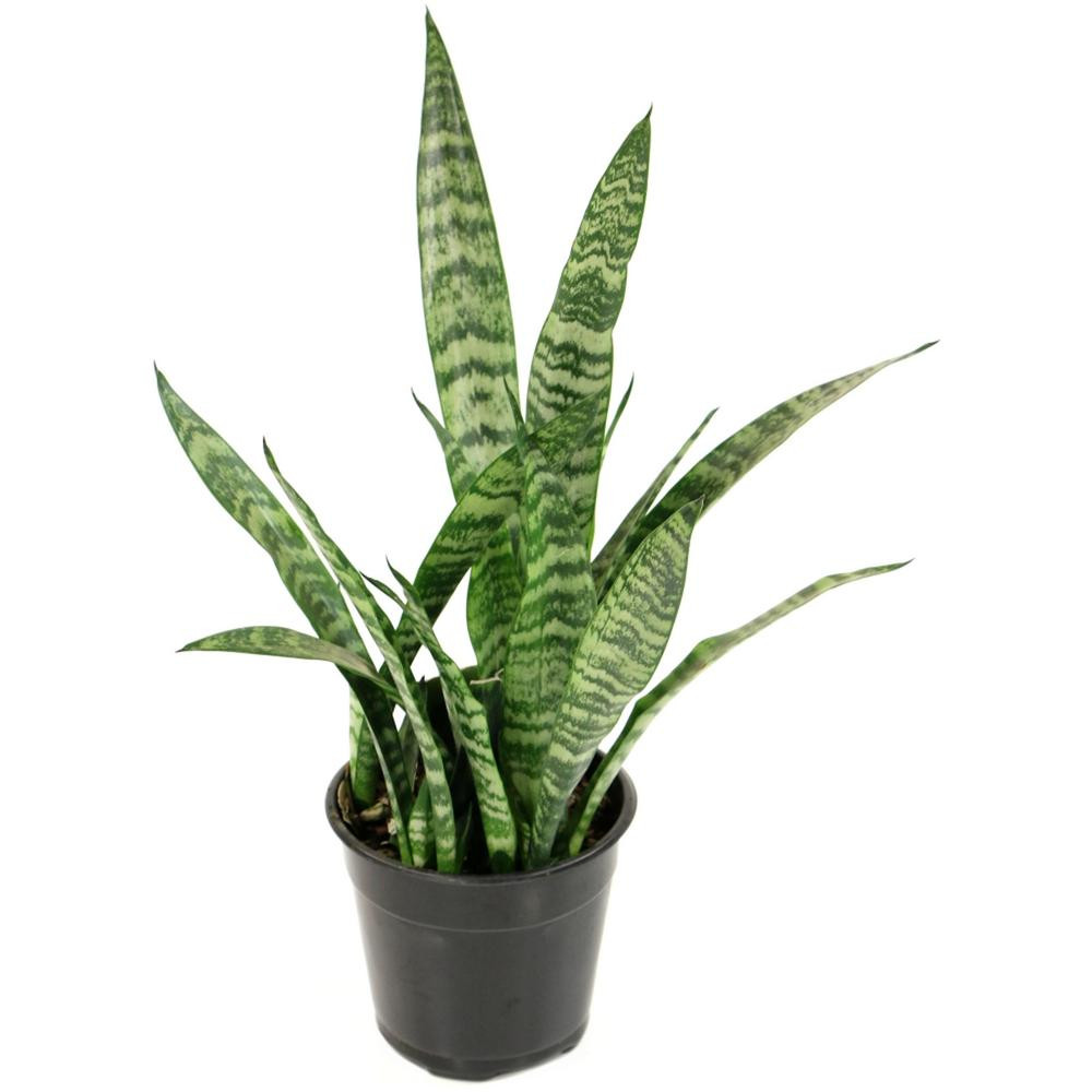 national PLANT NETWORK 2 Gal. Snake Plant Black Coral Sansevieria Plant in 10 in. Grower's Pot | The Home Depot