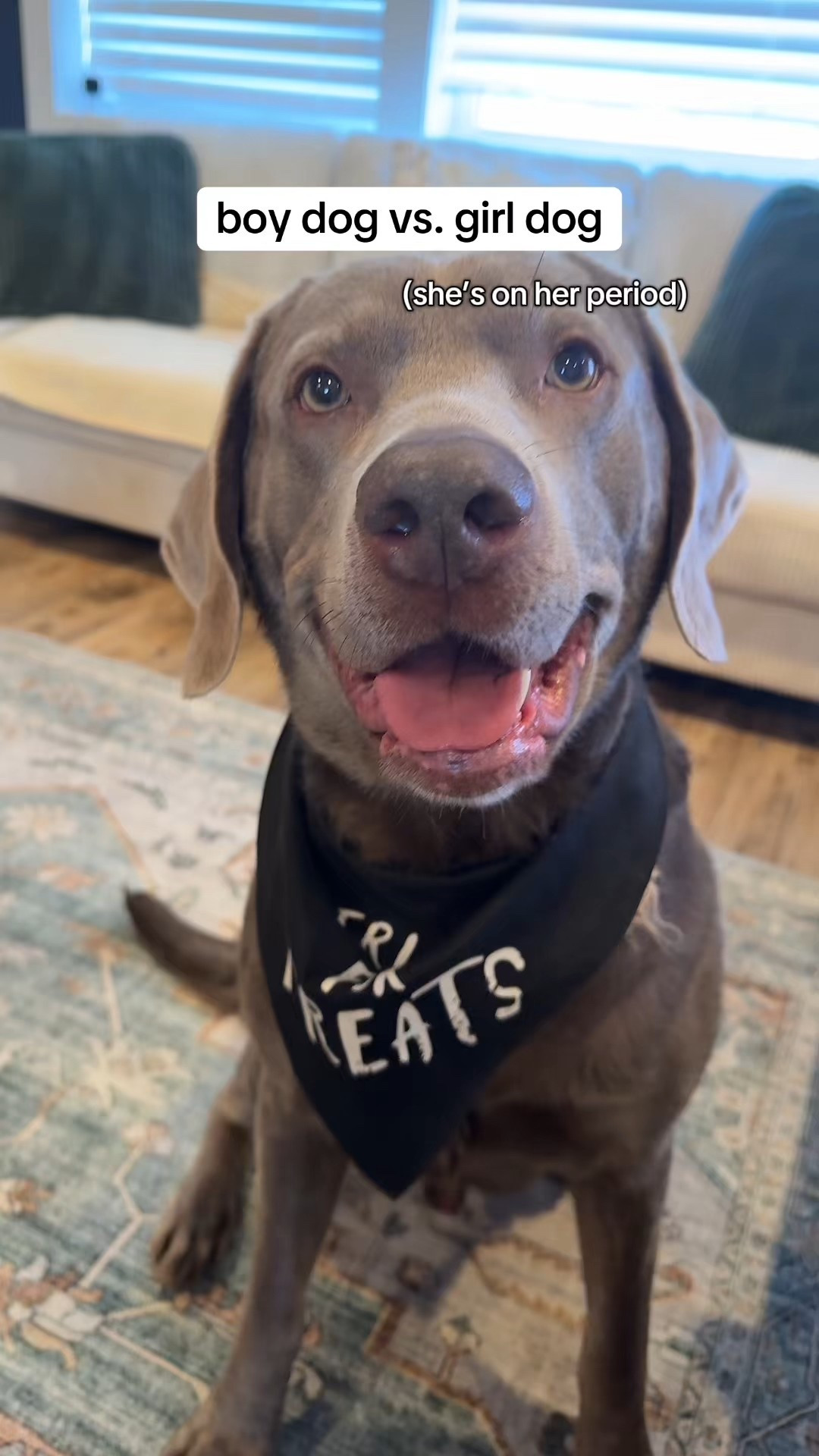 The cutest dog bandanas under $10 for 2!!

Fall accessories, dog bandana, dog Halloween costumes, dog accessories 

#LTKSeasonal #LTKPets #LTKHalloween