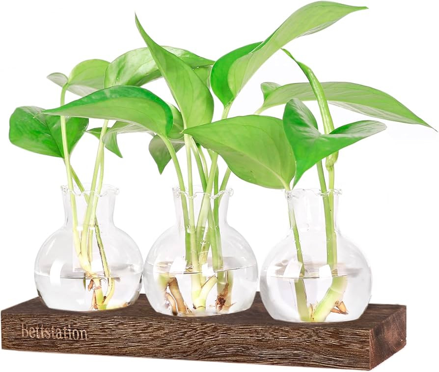 Bettstation Plant Propagation Station, Plant Terrarium with Wooden Stand Bulb Glass Vase Planter ... | Amazon (US)