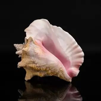 Genuine Conch Shell | Wayfair North America