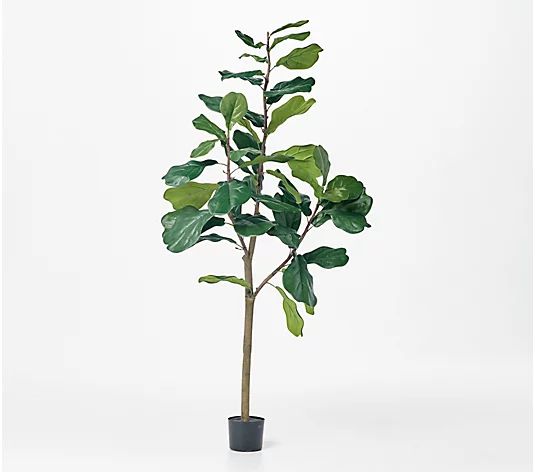 6' Faux Fiddle Leaf Tree in Starter Pot by Valerie - QVC.com | QVC