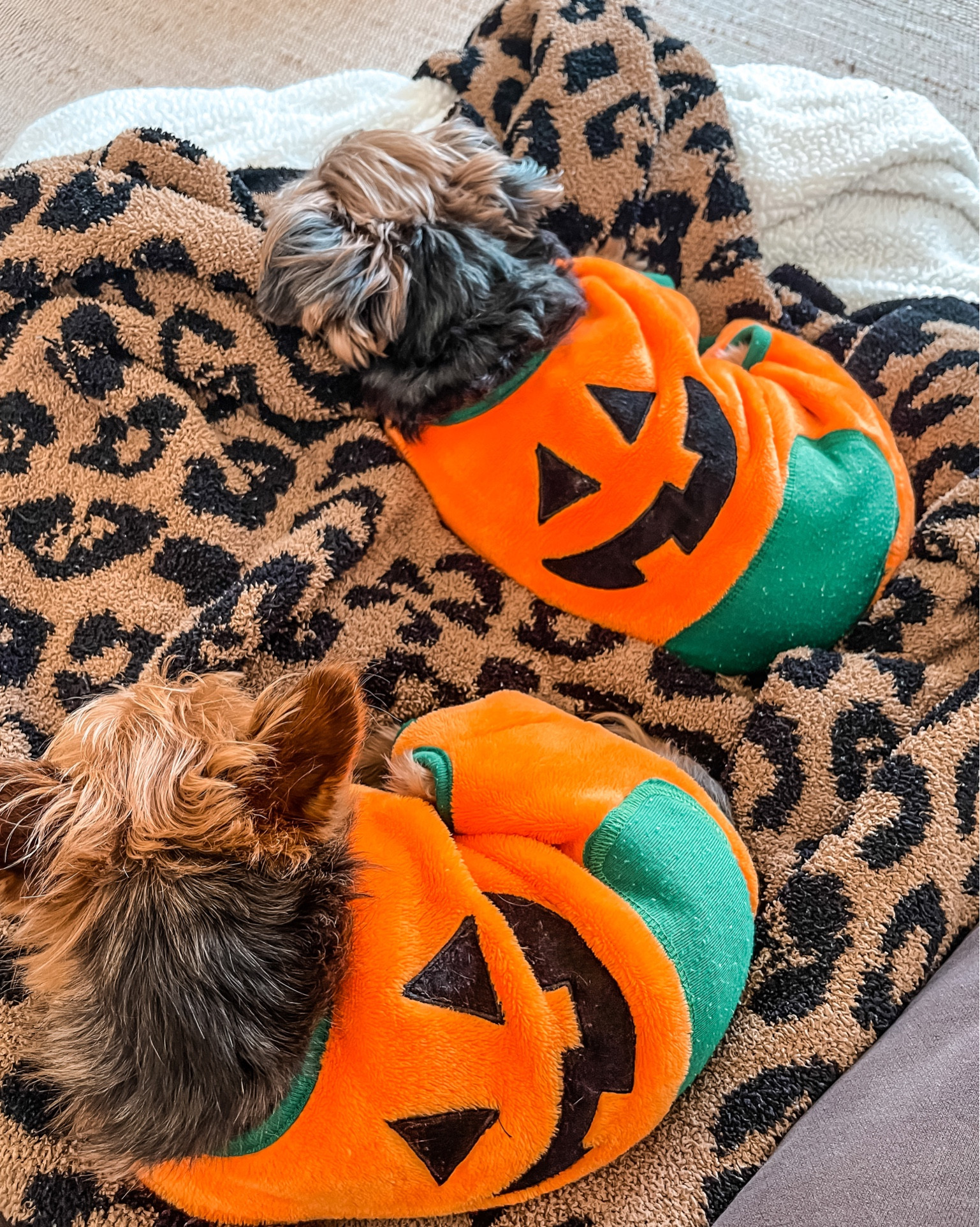 Dog pjs
- cozy holiday pet pajamas, costume , sweater
- barefoot dreams blanket🖤
- Sherpa throw blanket
- Shearling ottoman 
- snowman ⛄️ and reindeer coat with 
antlers 
- disney pet sweater


#LTKHoliday #LTKhome #LTKHalloween