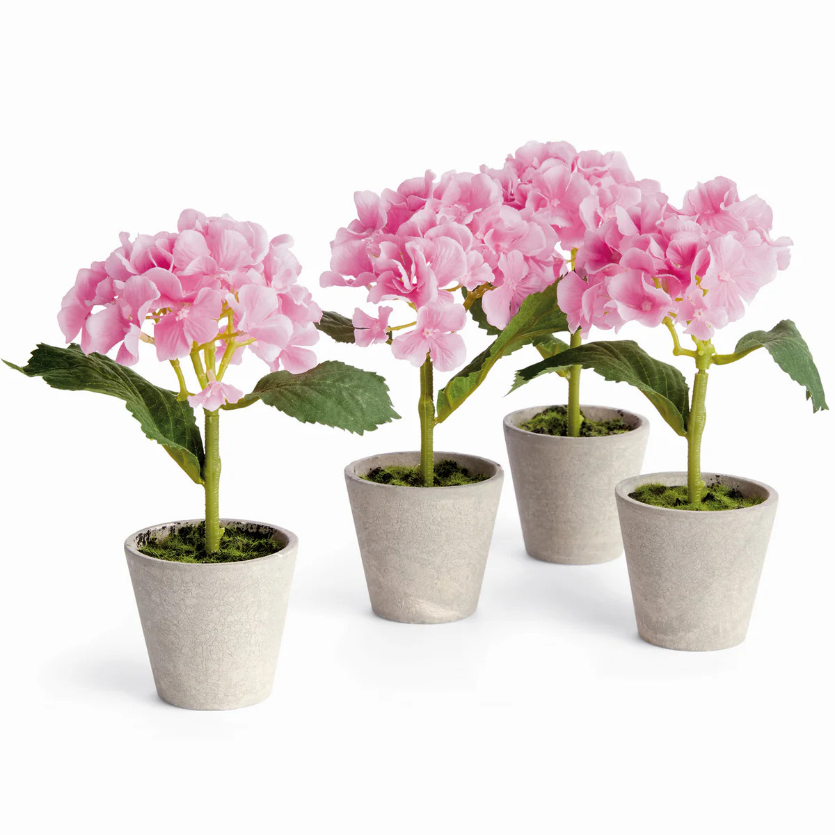 Potted Mini Hydrangea Set of 4 | Paynes Gray Inc