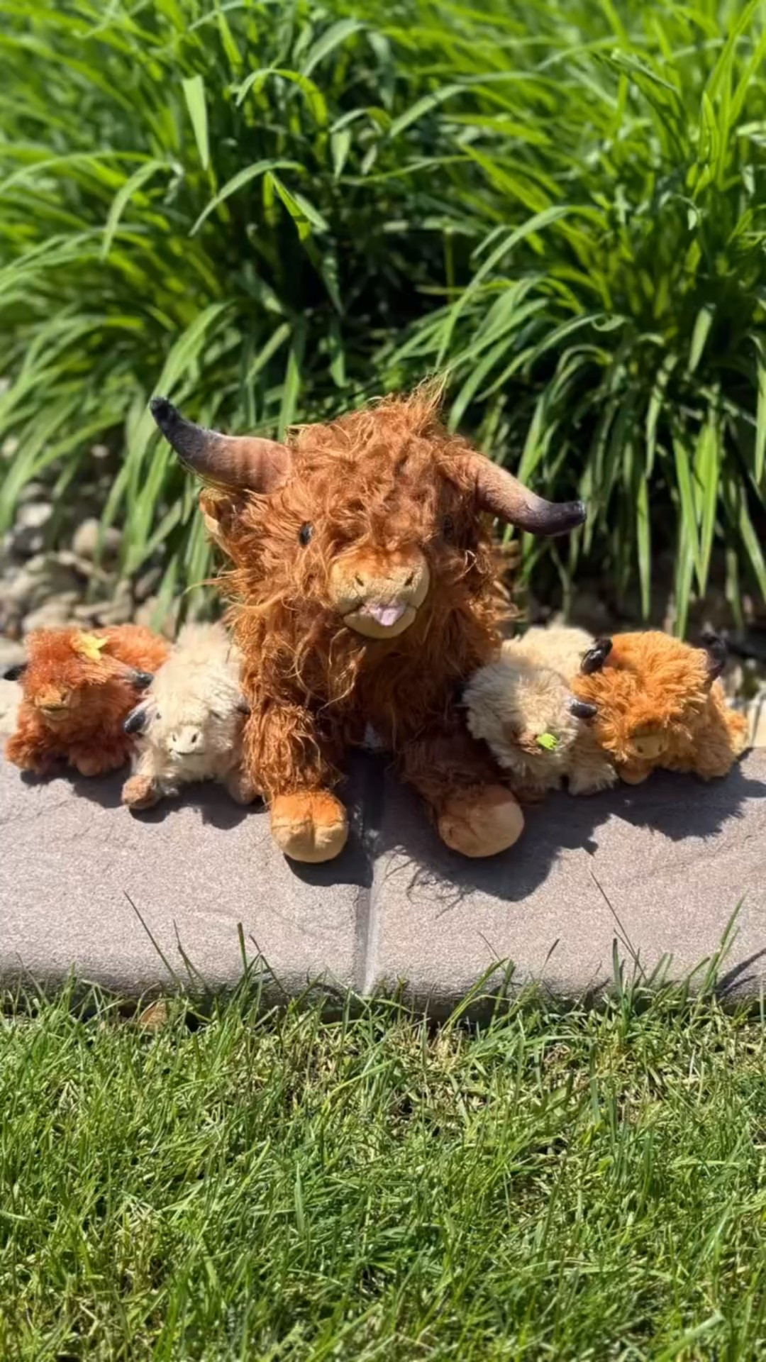 It’s a cuddly Highland cow plush mom that zips open to reveal four tiny baby cows your kid can play with and learn about animals!!
#amazon #amazontoys #highlandcow