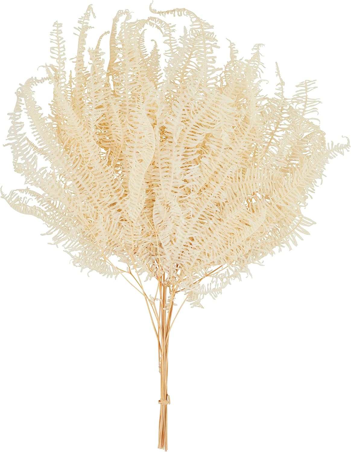 Mud Pie Preserved Bleached Fern Stem, White | Amazon (US)
