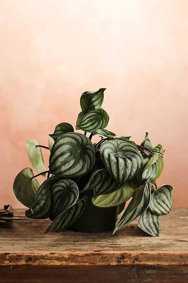 Watermelon Peperomia | Terrain