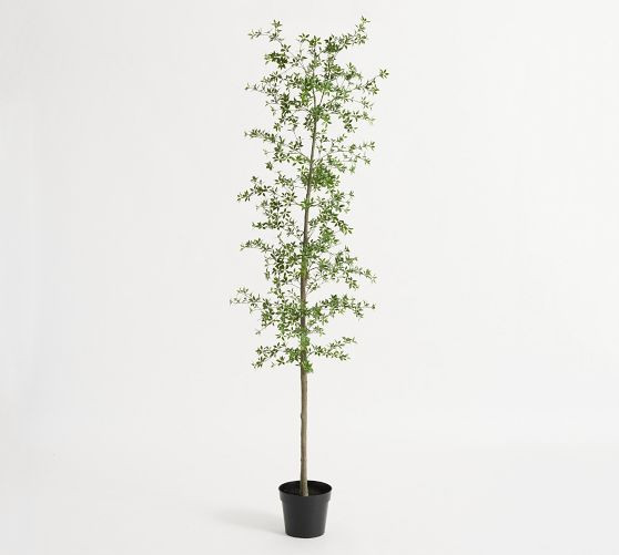 Faux Black Olive Tree | Pottery Barn (US)