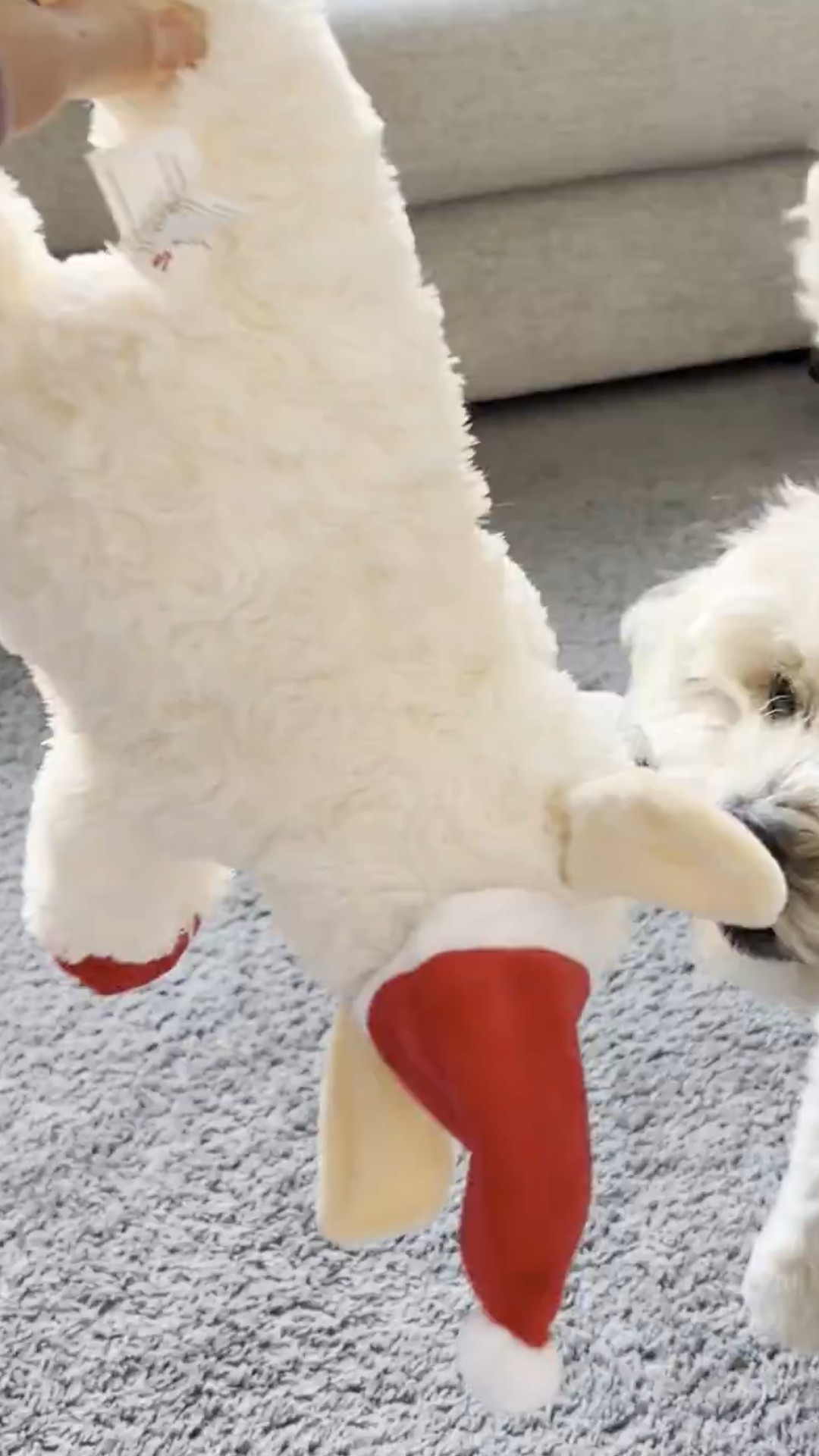 Lambchop for the win 🥇 

#LTKdayinmylife #LTKmomlife