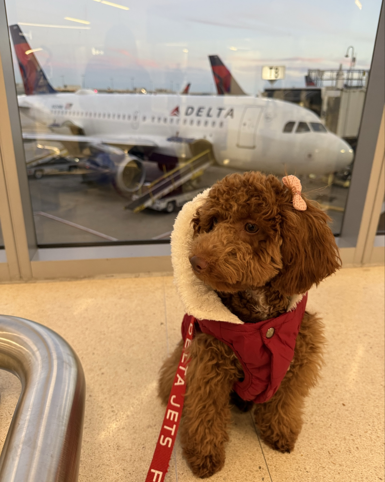 My baby took her first flight yesterday. Shes a Delta girl 🛩️♥️🐾

#LTKCyberWeek #LTKootd #LTKTravel