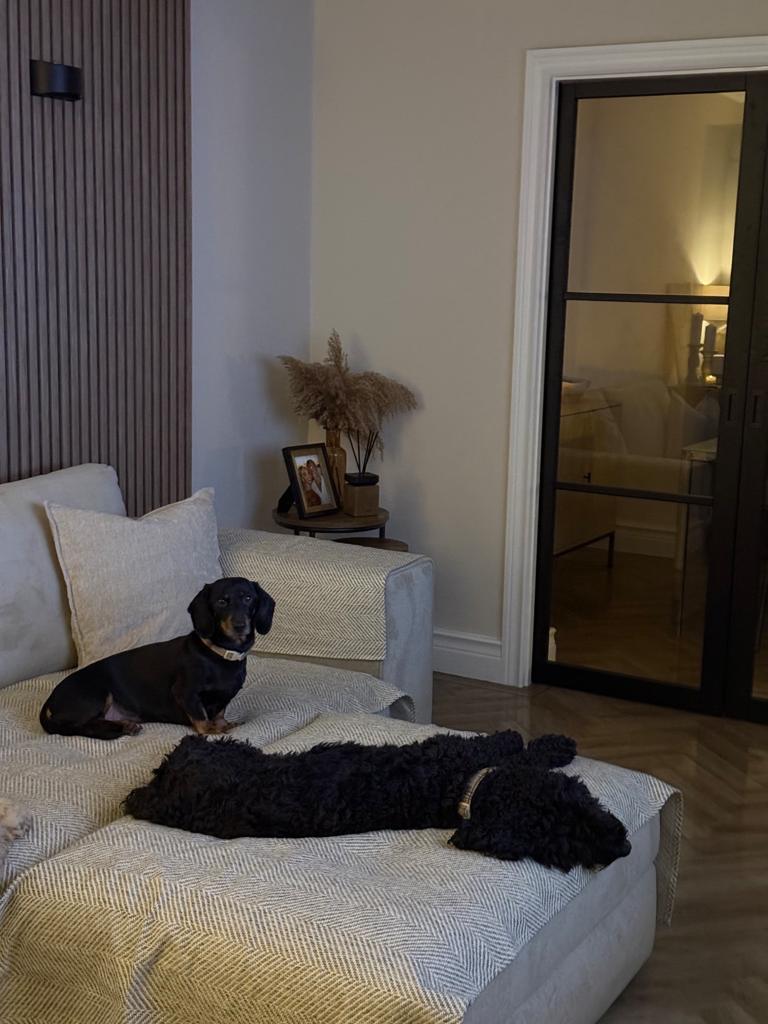 Dog sofa covers 🐶