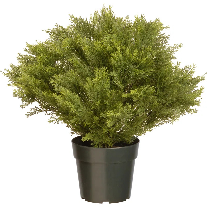 Juniper Globe Foliage Plant in Pot | Wayfair North America