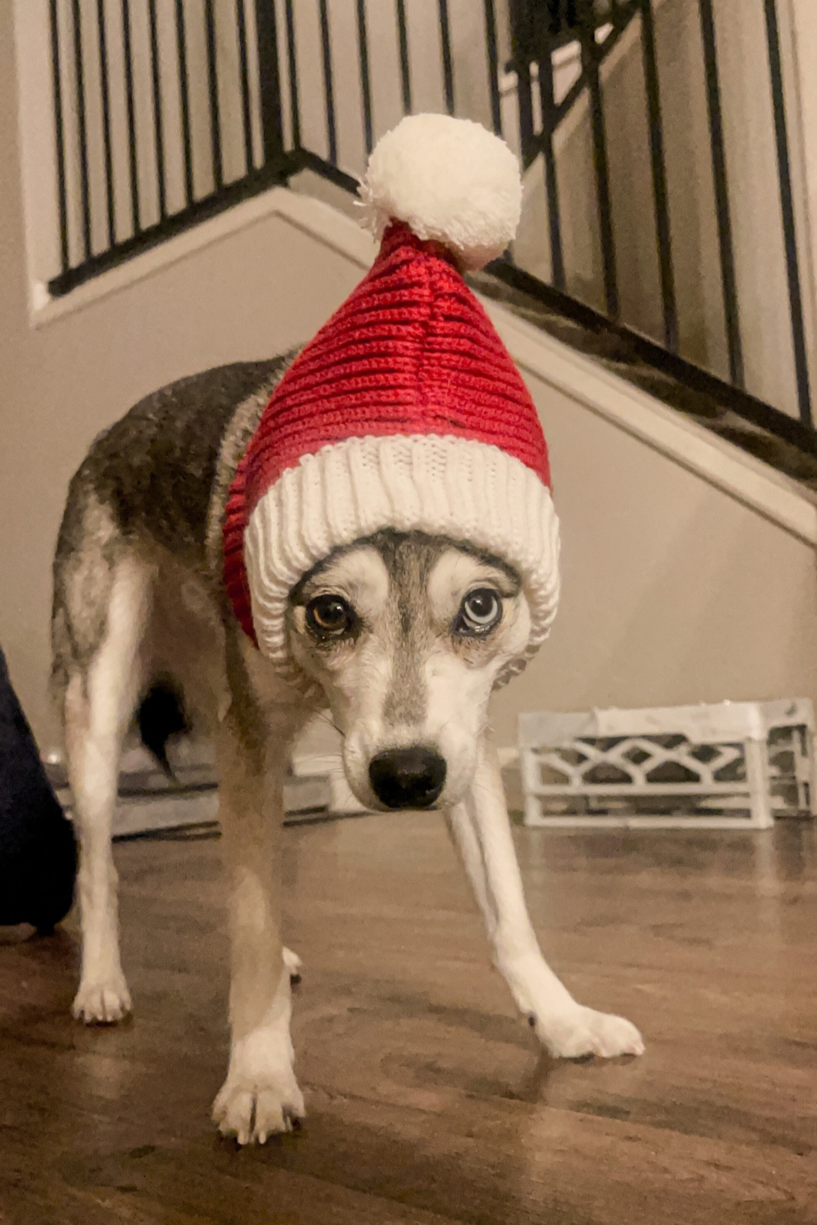Funny Santa Hat for dogs! 

#LTKunder50 #LTKSeasonal #LTKHoliday