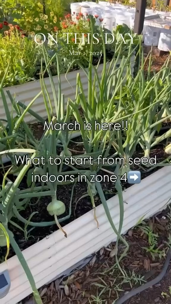 It’s March… time to get serious about starting seeds🌱

If you garden in Minnesota (Zone 4), this is the window.

Right now I’m starting:
• Onions
• Leeks
• Celery
• Broccoli
• Cabbage
• Cauliflower
• Early herbs

Because our growing season is short — and if you wait until April, you’ll be behind.

Summer harvest doesn’t start in June.
It starts under grow lights in March.

Save this so you don’t forget what to start.
Are you team “already planted” or team “still thinking about it”? 👀

#zone4garden #minnesotagardening #seedstarting #midwestgarden #growyourown