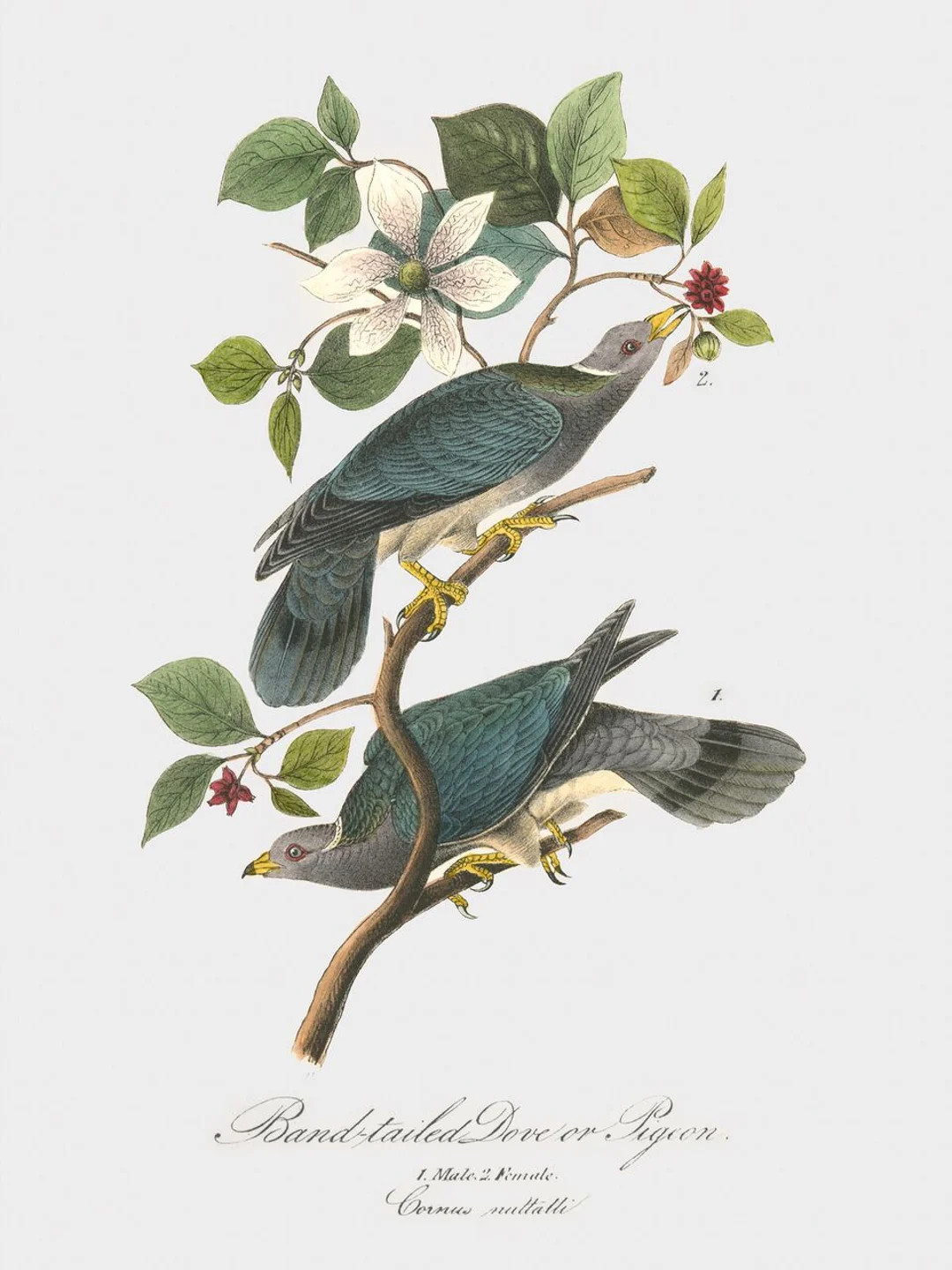 Bird Wall Art, Framed Bird Wall Art, Bird Wall Hanging, Band-tailed Dove - Etsy | Etsy (US)