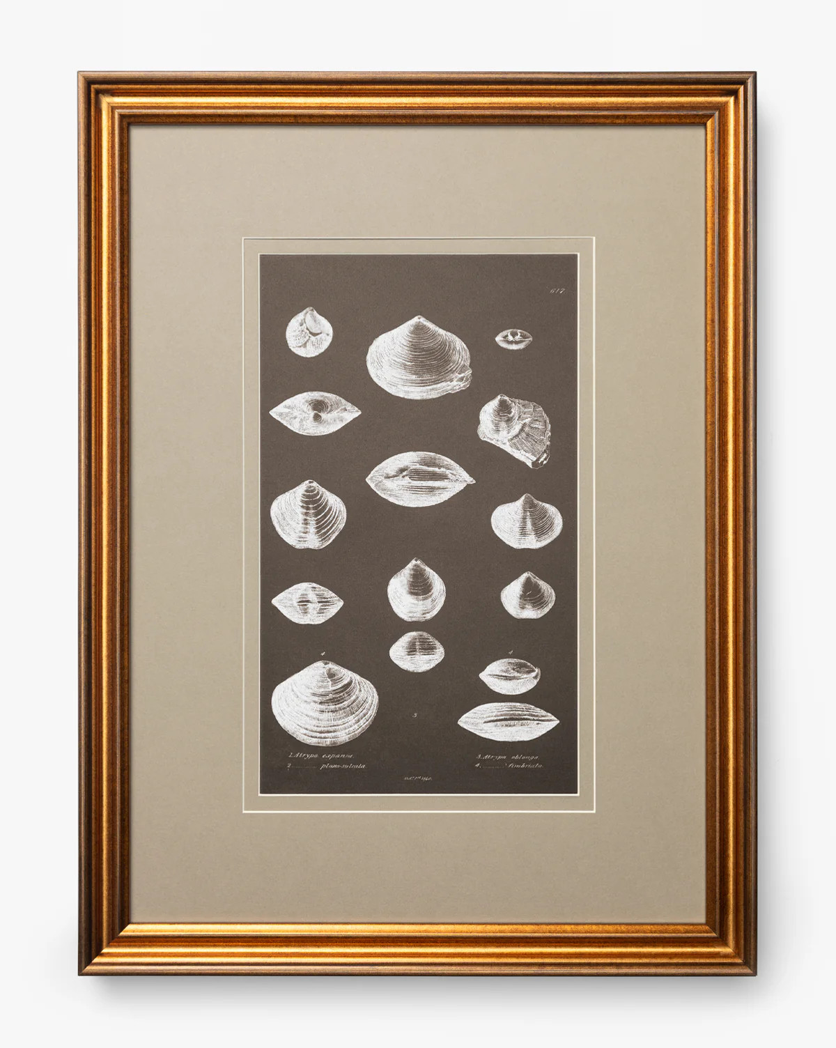 Conchology Study Triptych No. 3 | McGee & Co. (US)