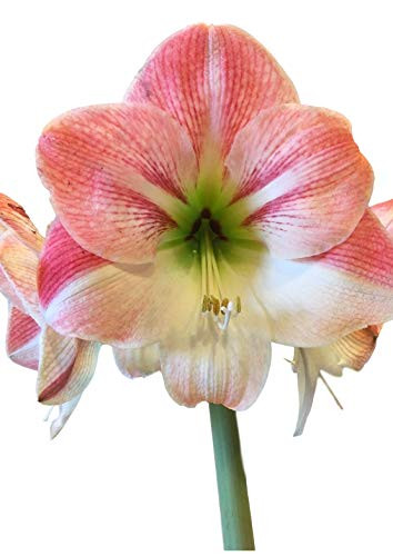 Amaryllis Apple Blossom Huge Bulb 28-36cm! Great Holiday Gift! Easy Grow Bulbs! | Amazon (US)