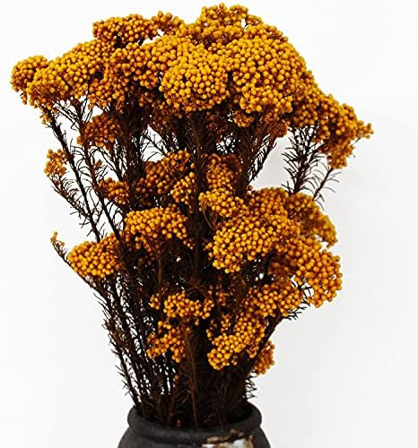 Caiyun Manor Natural Millet Flowers Dried Bouquet for Home and Wedding Decoration (Golden)… | Amazon (US)