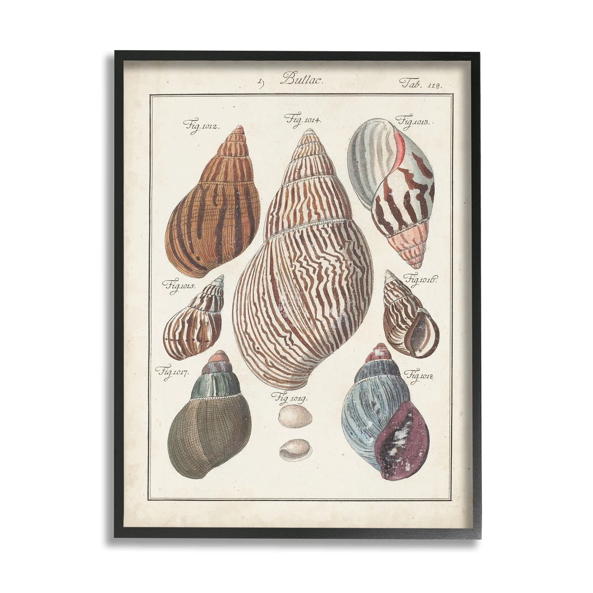 Stupell Industries Antique Spiral Shell Pairing Vintage Nautical Study Vintage Painting Black fra... | Walmart (US)