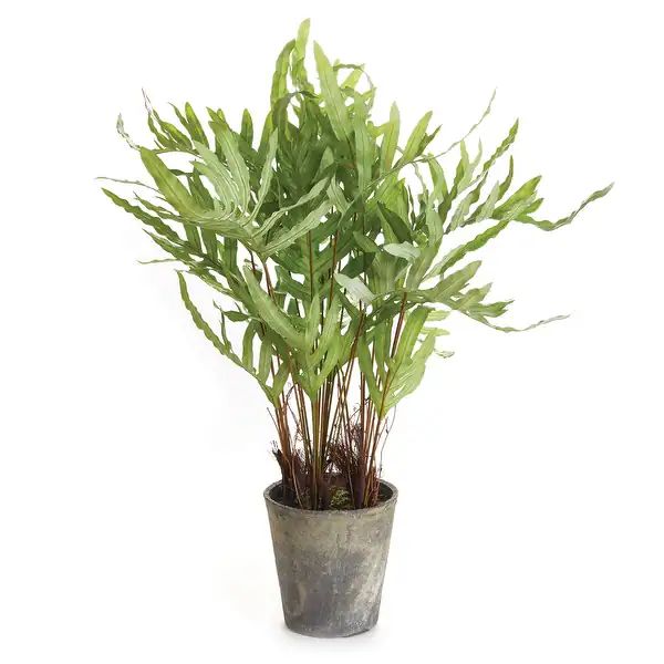 Hare'S Foot Fern Potted 36" - Green - Bed Bath & Beyond - 37640012 | Bed Bath & Beyond