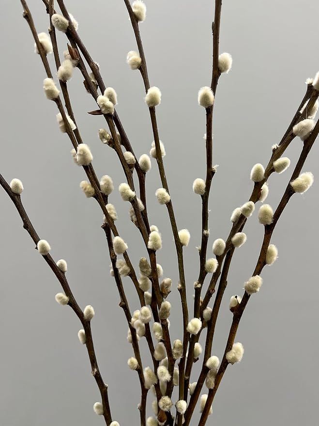 20 Stems Natural Preserved Pussy Willow Branches, Dried Flowers, Home Decor (3 FT) | Amazon (US)