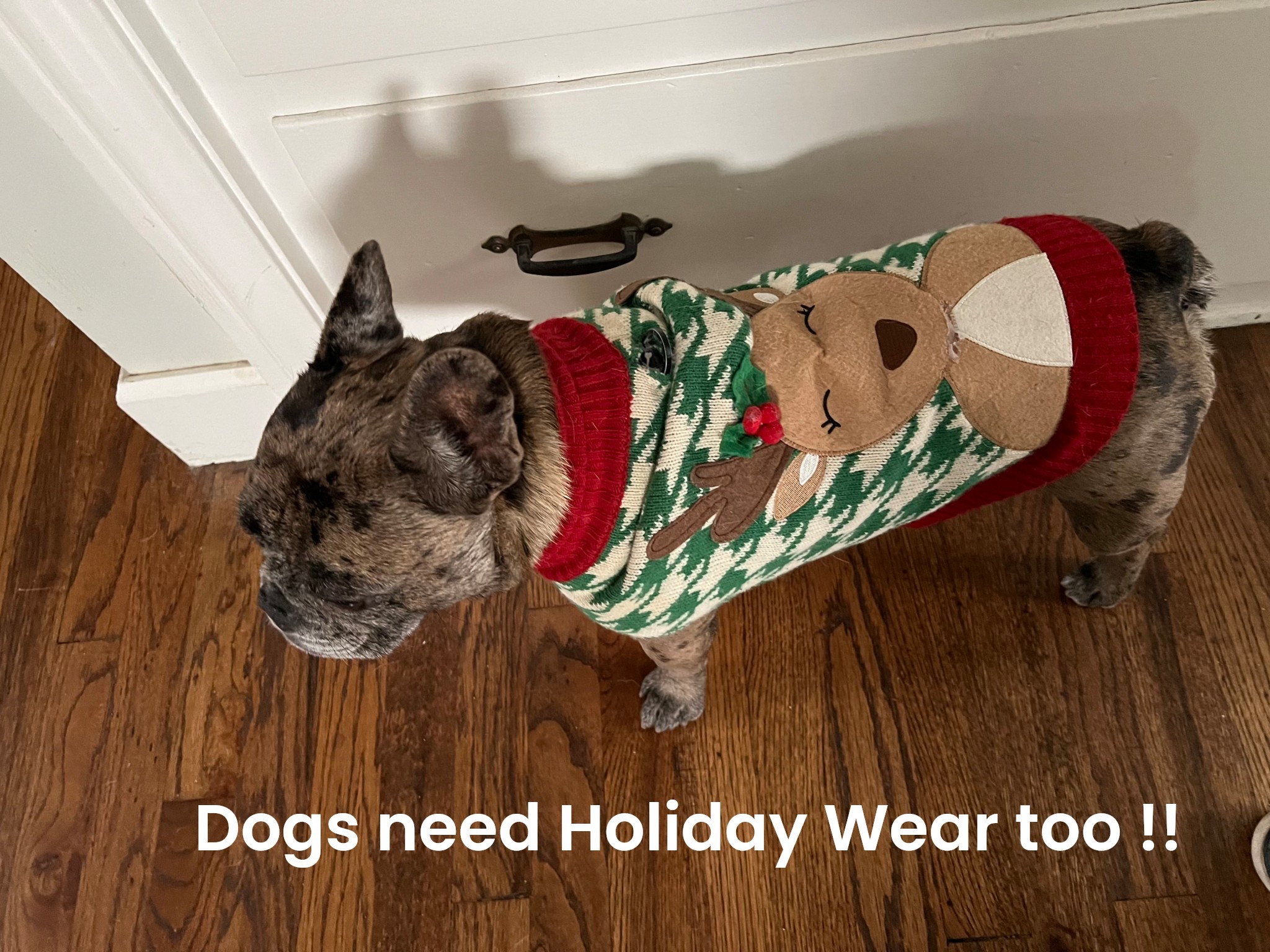 Every year I treat my dog to a holiday #petsweater. Check out the great selection of #dog sweaters now on #sale at #TJMAXX for affordable doggie style! 🐶🐕‍🦺🐩🦮🐕🦴🐾

#LTKGiftGuide #LTKHoliday