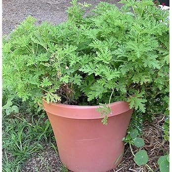 420+ Citronella Plant Seeds for Planting Citronella Grass Seeds for Home Garden Planting | Amazon (US)