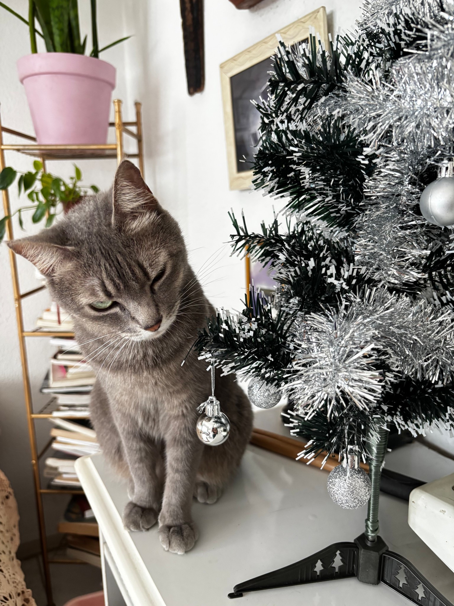 Gatinha Silver merecendo muitos presentinhos de Natal

#LTKbrasil #LTKpets