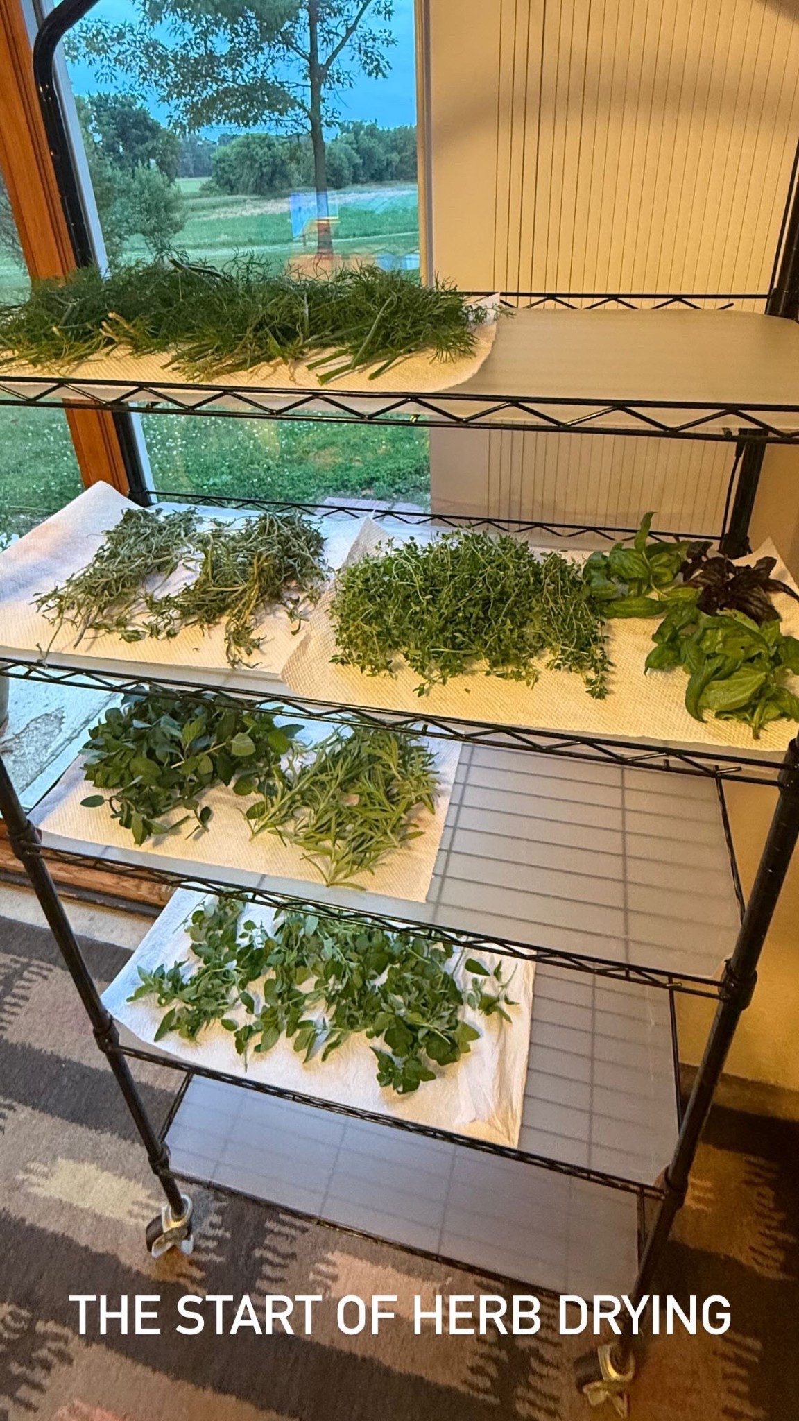 Multi use shelf. Spring I start plants and summer fall I dry my herbs! 

#LTKSeasonal #LTKSummerEdit #LTKHome