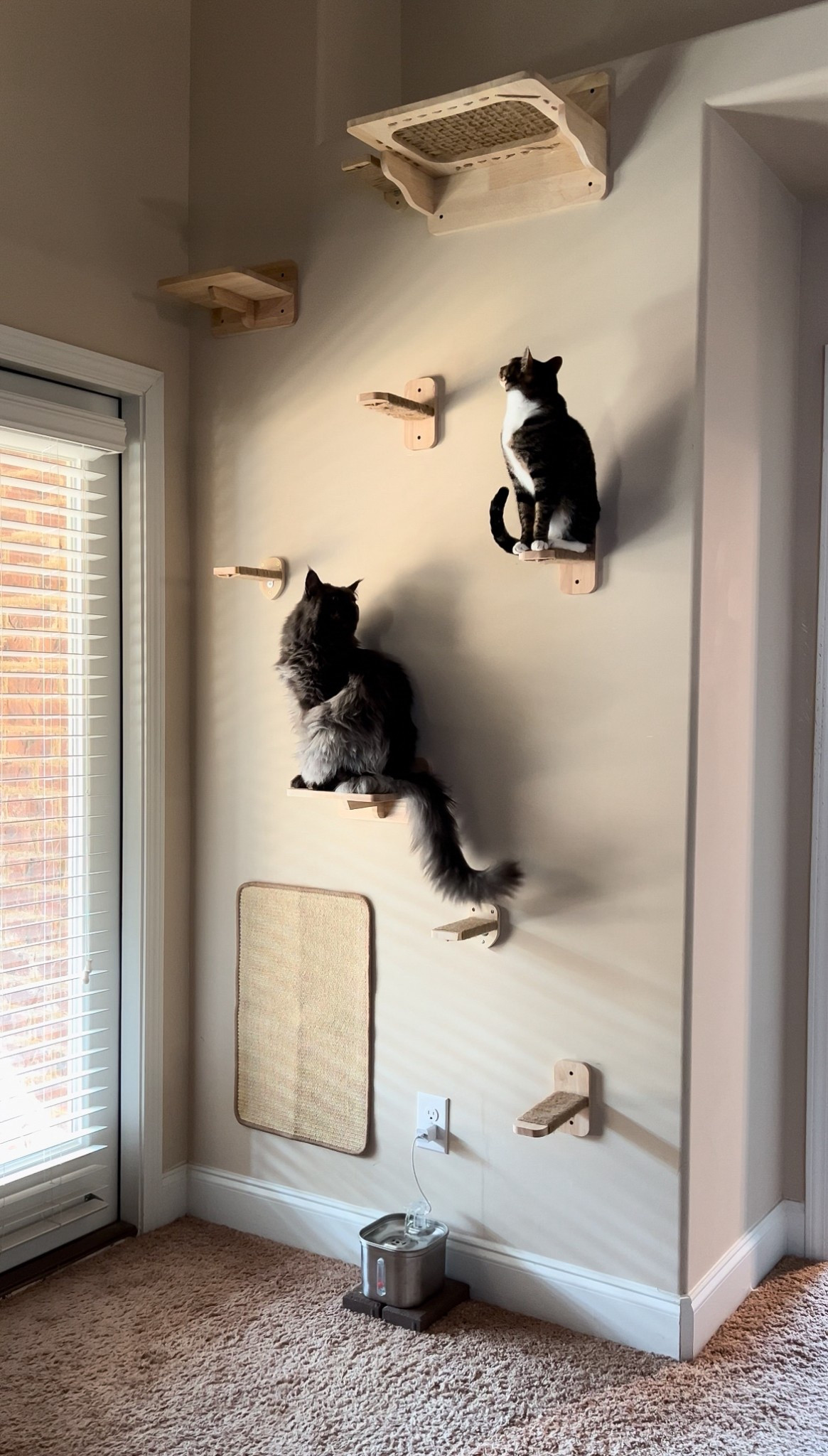 Linking some similar cat shelving options since the one pictured is no longer available! #LTKpets

#LTKHome