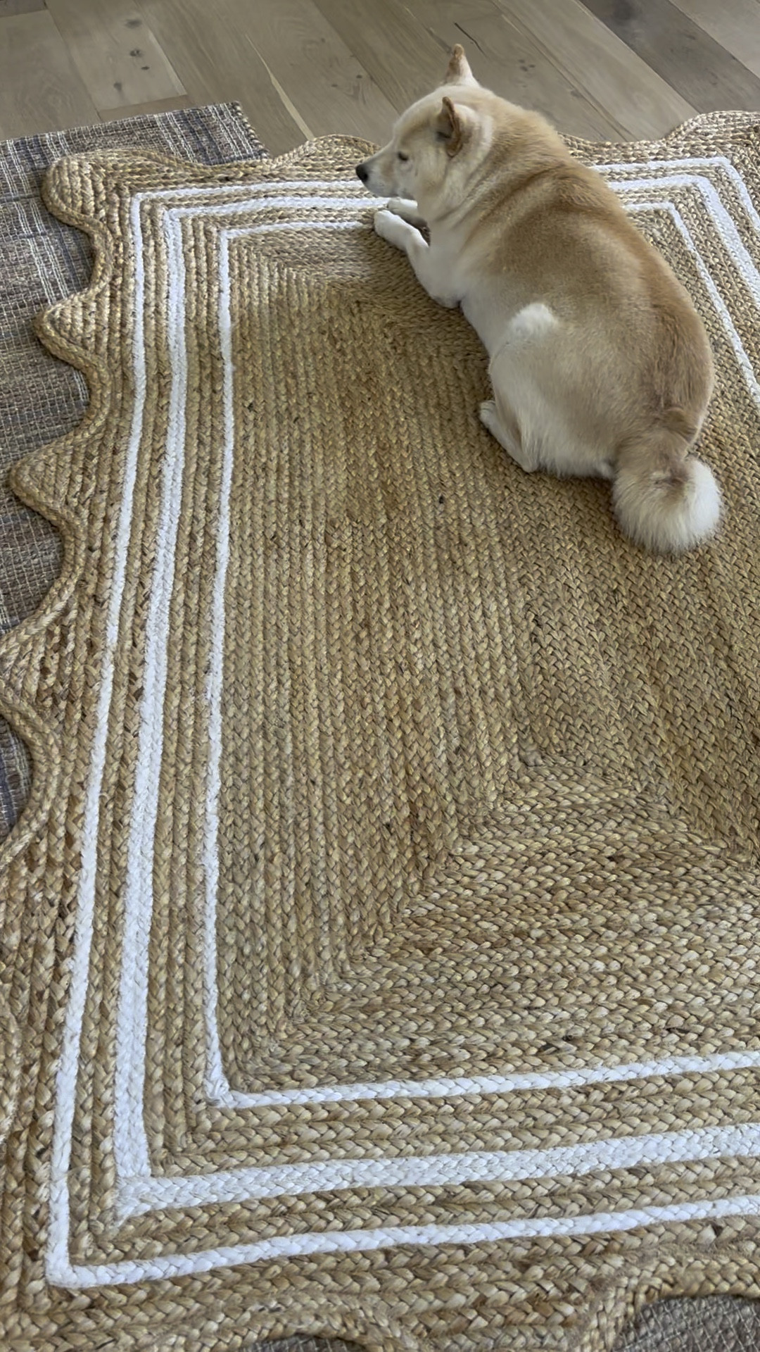 Love this scalloped edge jute rug from Walmart. Nice tight weave 

#LTKVideo #LTKHome #LTKFindsUnder100